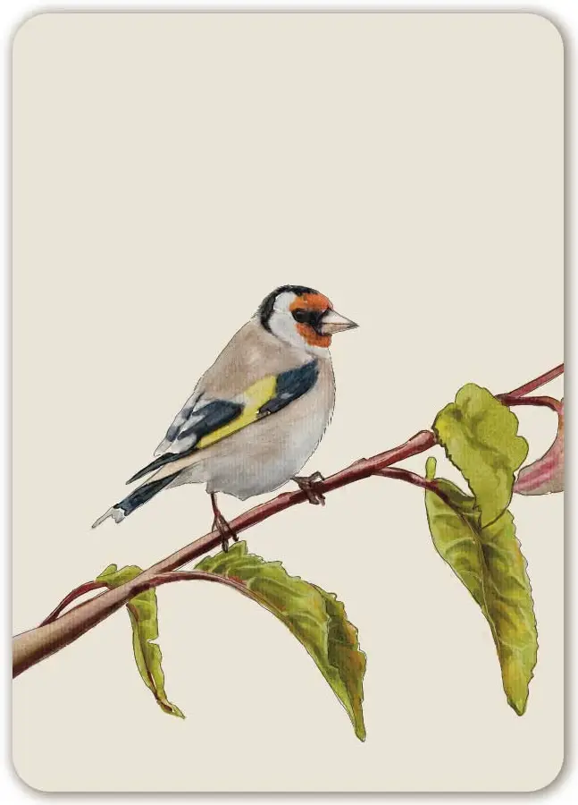 Blanco (zonder opdruk)